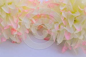 Beautiful abstract color white and pink flowers on white background and yellow flower frame and orange leaves background texture,