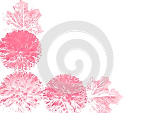 Beautiful abstract color white and red flowers on white background, light pink flower frame, pink leaves texture, gray background,