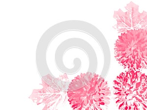 Beautiful abstract color white and red flowers on white background, light pink flower frame, pink leaves texture, gray background,