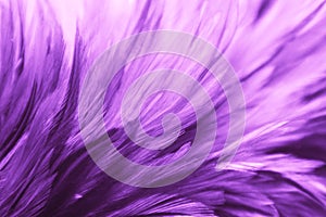 Beautiful abstract colorful blue black red and pink feathers on dark background and soft white purple feather texture on white pat