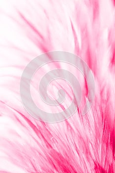 Beautiful abstract colorful blue black red and pink feathers on dark background and soft white purple feather texture on white pat