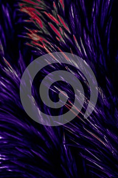 Beautiful abstract colorful blue black red and pink feathers on dark background and soft white purple feather texture on white pat