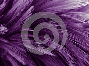 Beautiful abstract colorful gray and purple feathers on white background and soft white pink feather texture on dark pattern and l