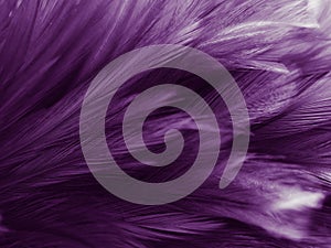Beautiful abstract colorful gray and purple feathers on white background and soft white pink feather texture on dark pattern and l