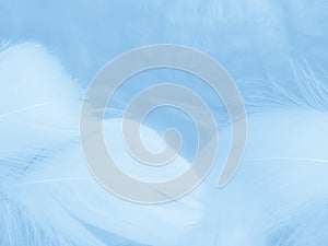 Beautiful abstract colorful white and blue feathers on white background and soft white feather texture on blue pattern and blue ba