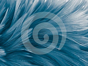 Beautiful abstract colorful white and blue feathers on white background and soft white feather texture on blue pattern and blue ba