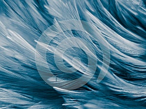 Beautiful abstract colorful white and blue feathers on white background and soft white feather texture on blue pattern and blue ba