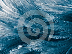 Beautiful abstract colorful white and blue feathers on white background and soft white feather texture on blue pattern and blue ba