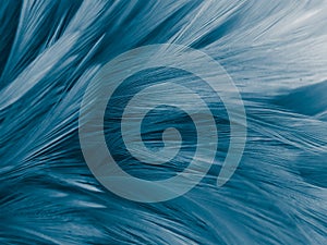 Beautiful abstract colorful white and blue feathers on white background and soft white feather texture on blue pattern and blue ba