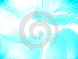 Beautiful abstract colorful white and blue feathers on white background and soft white feather texture on blue pattern and blue ba