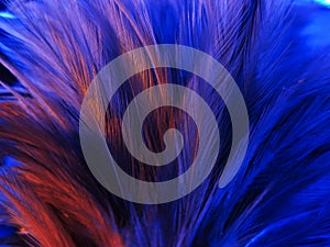 Beautiful abstract colorful white and blue feathers on white background and soft white feather texture on blue pattern and blue ba