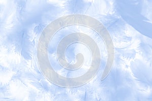 Beautiful abstract colorful white and blue feathers on white background and soft white feather texture on white pattern and blue