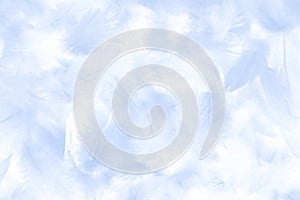 Beautiful abstract colorful white and blue feathers on white background and soft white feather texture on white pattern and blue