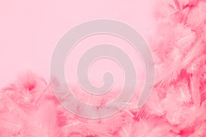 Beautiful abstract colorful white and pink feathers on white background and soft white feather texture on pink pattern, pink