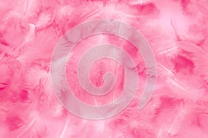 Beautiful abstract colorful white and pink feathers on white background and soft white feather texture on pink pattern, pink