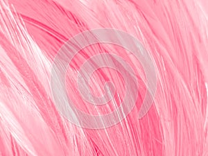 Beautiful abstract colorful white and pink feathers on white background and soft white feather texture on white pattern and pink