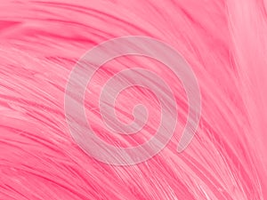 Beautiful abstract colorful white and pink feathers on white background and soft white feather texture on white pattern and pink