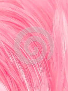 Beautiful abstract colorful white and pink feathers on white background and soft white feather texture on white pattern and pink