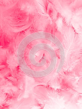 Beautiful abstract colorful white and pink feathers on white background and soft white feather texture on white pattern and pink