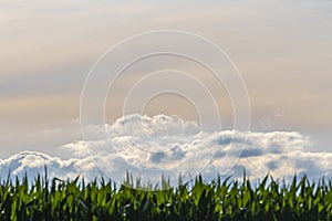 Beautiful abstract evening skies above a corn field as a background photo