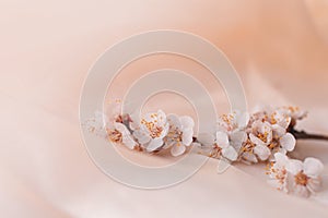 Beautiful abstract floral background, apricot flowers, soft focus, delicate pastel colors, spring nature. Layout for a greeting ca