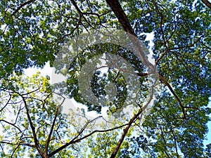 Beautiful abstract form of branches and leaves of a tree