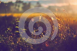 Beautiful Abstract Grass flowers in wind with soft focus add vintage color style for background.