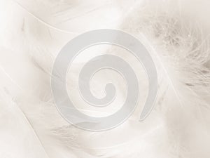 Beautiful abstract gray feathers on white background, soft white feather texture on white texture pattern, light pink theme wallpa