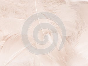 Beautiful abstract gray feathers on white background, soft white feather texture on white texture pattern, light pink theme wallpa