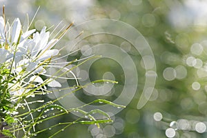 beautiful abstract green bokeh background and white flower in front
