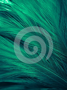 Beautiful abstract green feathers on white background, yellow feather texture on dark pattern,  green background, feather wallpape