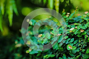 Beautiful abstract green leaves selective focus use for background