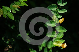 Beautiful abstract green leaves selective focus use for background