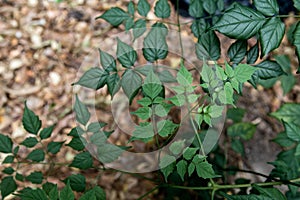 Beautiful abstract green leaves selective focus use for background