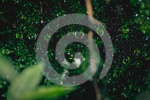 A beautiful abstract image of  green leaves in the rain