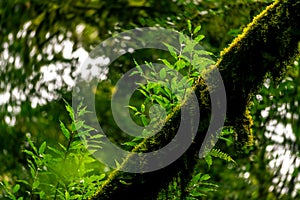 A beautiful abstract image of yellow leaf