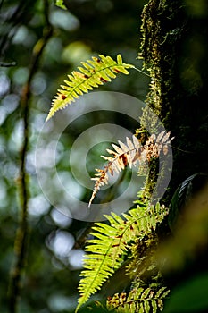 A beautiful abstract image of yellow leaf