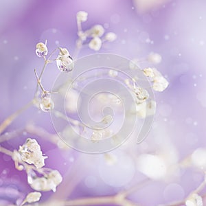 Beautiful abstract light and blurred soft background with flower