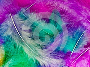 Beautiful abstract light pink feathers on colorful background, colorful feather frame on green purple and blue texture pattern, pi
