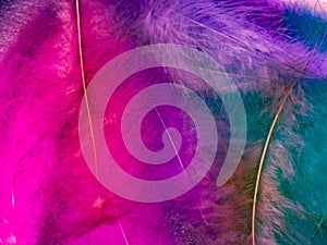 Beautiful abstract light pink feathers on colorful background, colorful feather frame on green purple and blue texture pattern, pi