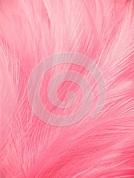 Beautiful abstract light pink feathers on colorful background, colorful feather frame on green purple and blue texture pattern, pi