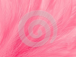 Beautiful abstract light pink feathers on colorful background, colorful feather frame on green purple and blue texture pattern, pi