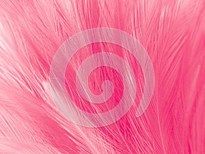 Beautiful abstract light pink feathers on colorful background, colorful feather frame on green purple and blue texture pattern, pi