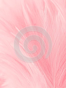 Beautiful abstract light pink feathers on colorful background, colorful feather frame on green purple and blue texture pattern, pi