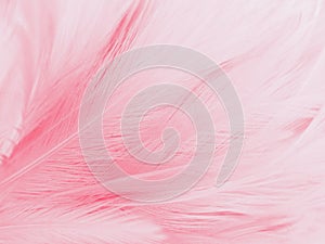 Beautiful abstract light pink feathers on white background,  white feather frame on pink texture pattern, pink background, love th