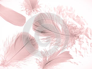 Beautiful abstract light pink feathers on white background,  white feather frame on pink texture pattern, pink background, love th