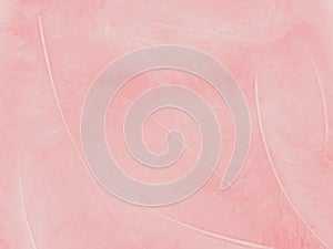 Beautiful abstract light pink feathers on white background,  white feather frame on pink texture pattern, pink background, love th