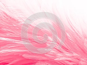 Beautiful abstract light pink feathers on white background,  white feather frame on pink texture pattern, pink background, love th