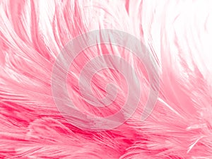 Beautiful abstract light pink feathers on white background,  white feather frame on pink texture pattern, pink background, love th