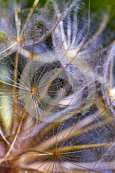 Beautiful abstract macro photo of a big dandelion seed.Closeup of seeds with umbrellas.Gentle pastel blue floral background.